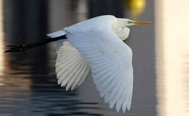 Grande Aigrette