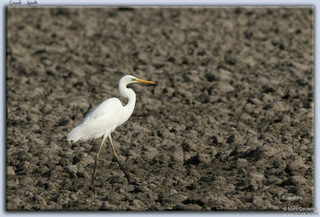 Grande Aigrette