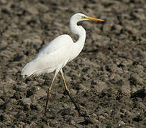 Grande Aigrette