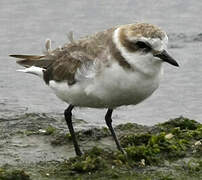 Kentish Plover