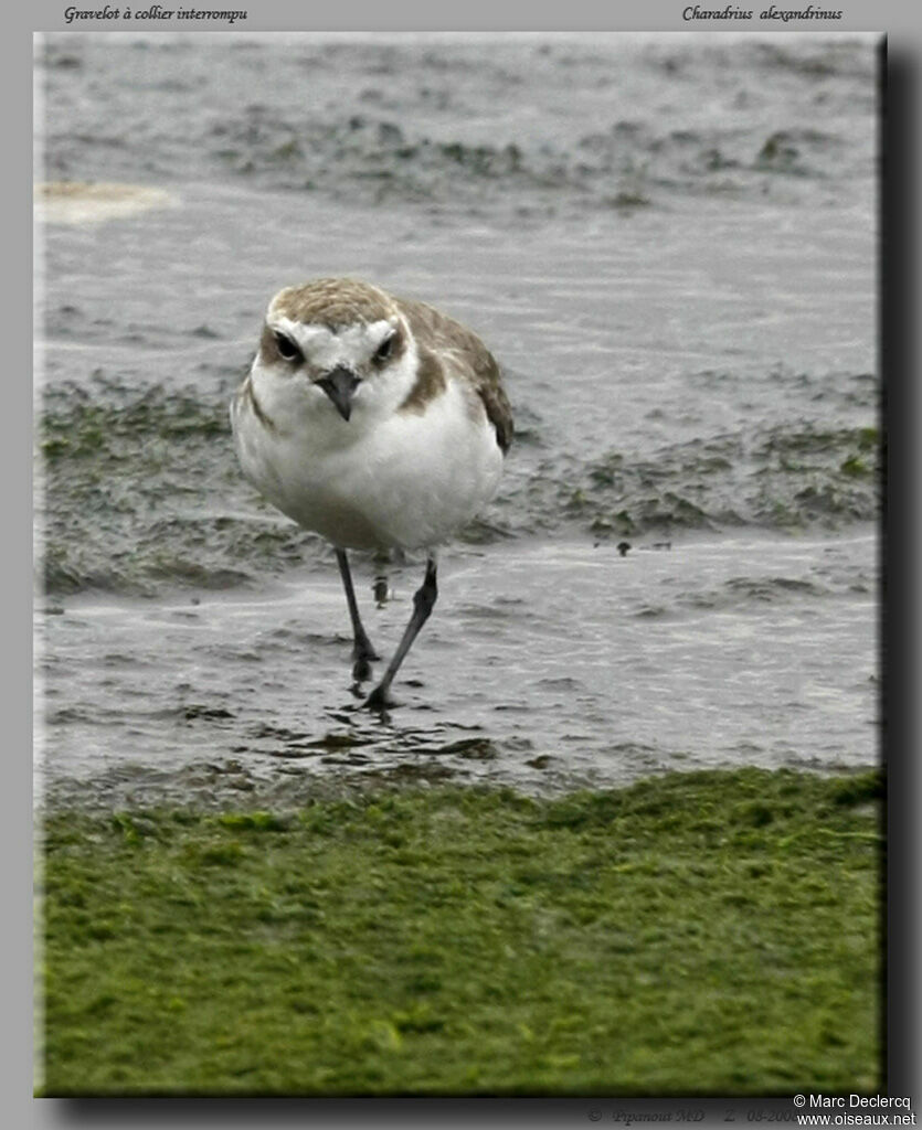 Kentish Plover, identification