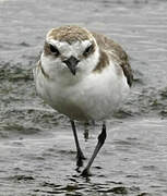 Kentish Plover