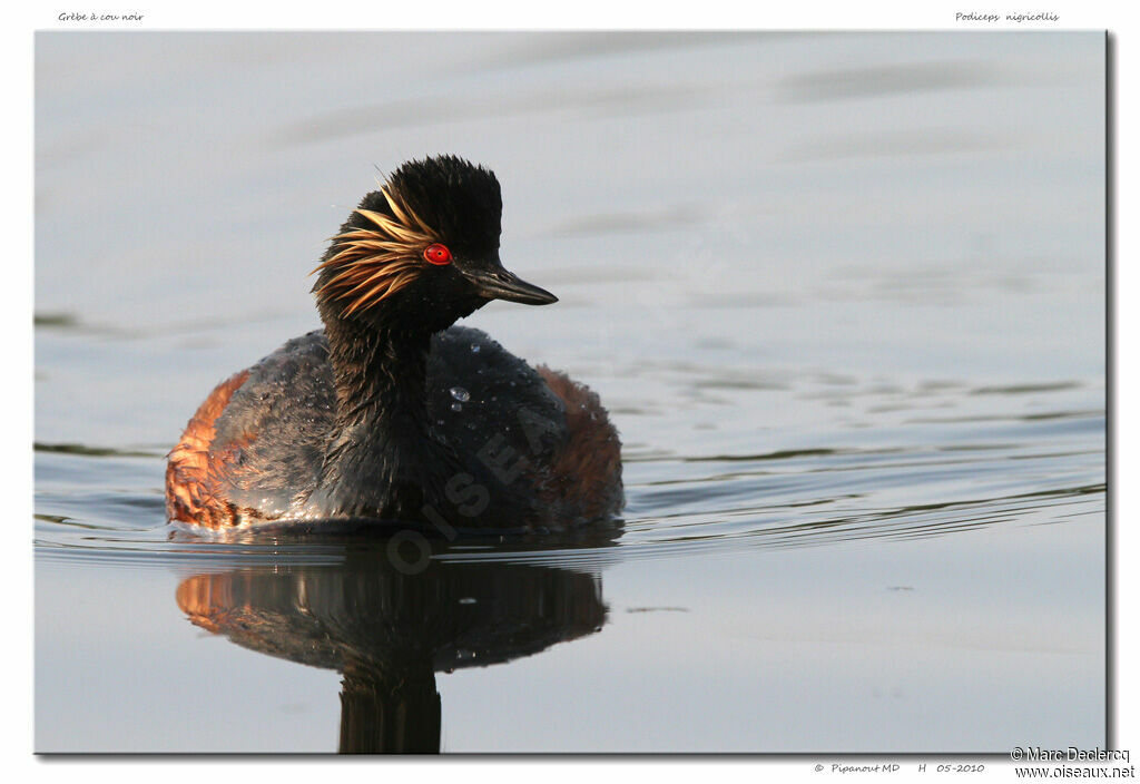 Black-necked Grebeadult