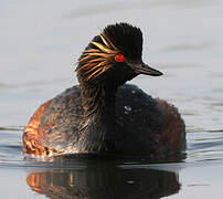 Black-necked Grebe