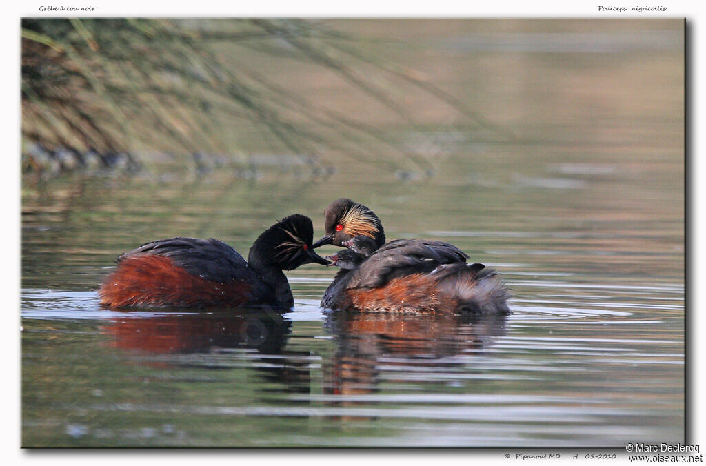 Black-necked Grebe , Behaviour