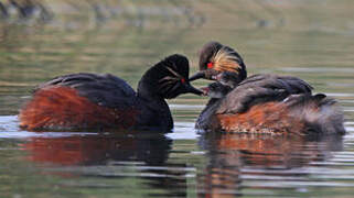 Black-necked Grebe