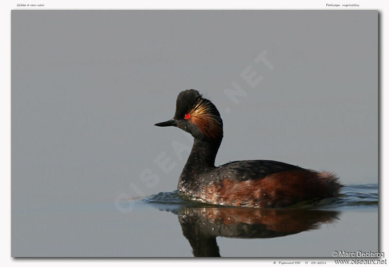 Black-necked Grebe, identification