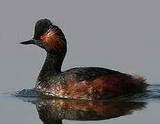 Black-necked Grebe