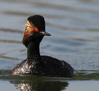 Black-necked Grebe