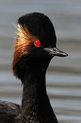 Black-necked Grebe