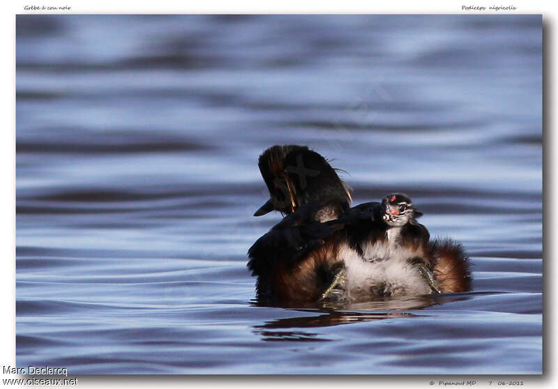 Black-necked Grebe, Behaviour