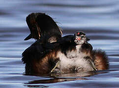 Black-necked Grebe