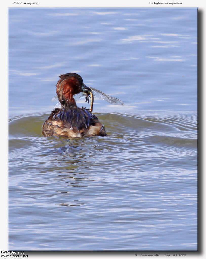 Little Grebeadult, feeding habits