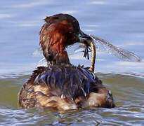 Little Grebe