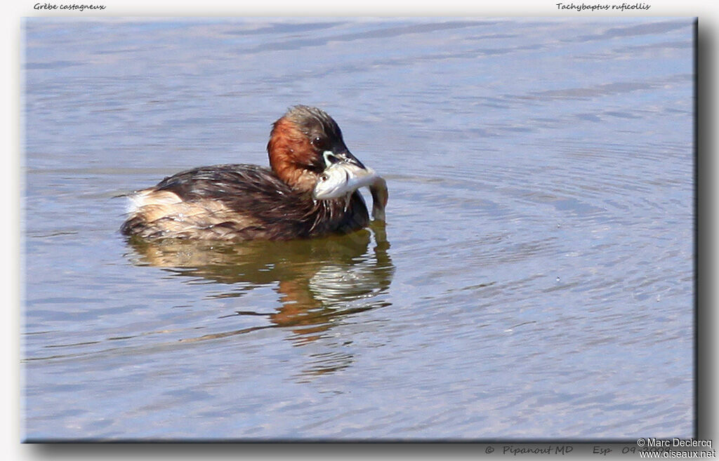 Little Grebeadult, identification, feeding habits