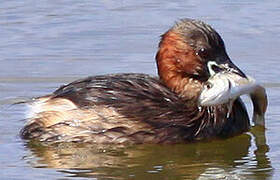 Little Grebe