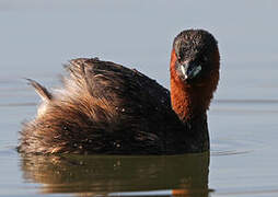 Little Grebe