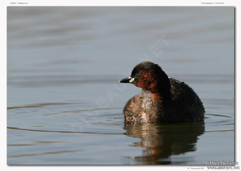 Little Grebe, identification