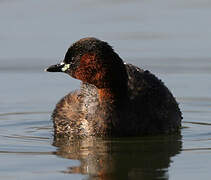 Little Grebe