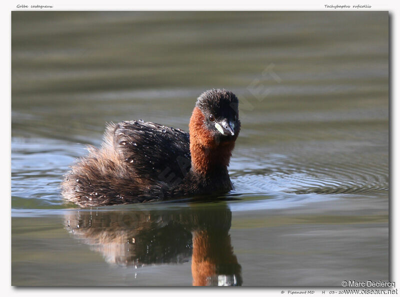 Little Grebe, identification