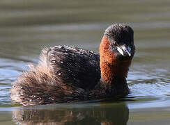 Little Grebe