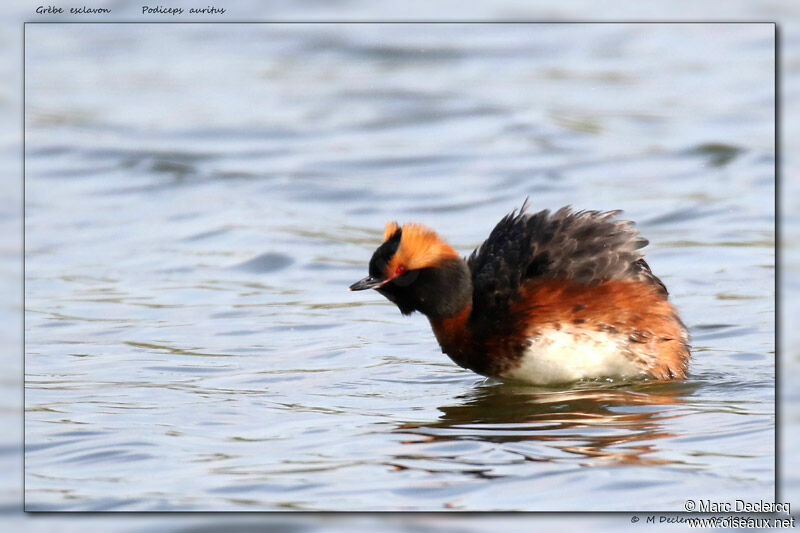 Horned Grebe