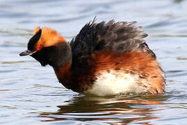 Horned Grebe