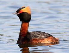 Horned Grebe