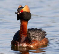 Horned Grebe