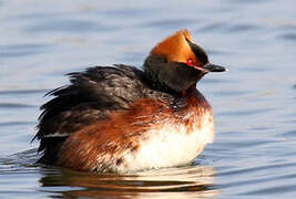 Horned Grebe