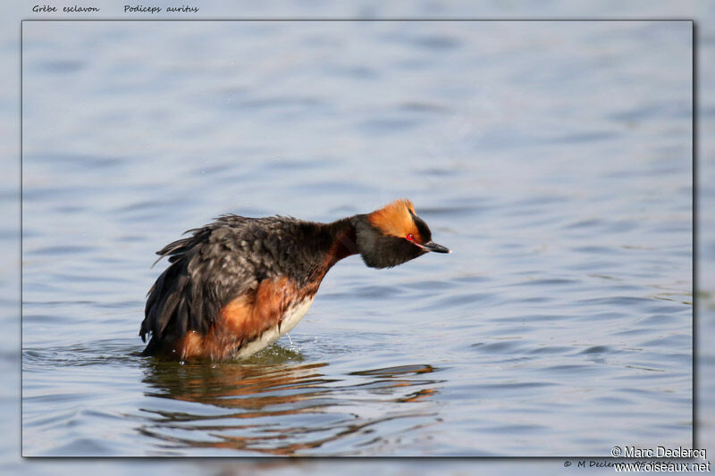 Horned Grebe