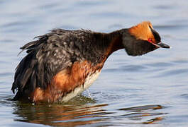 Horned Grebe