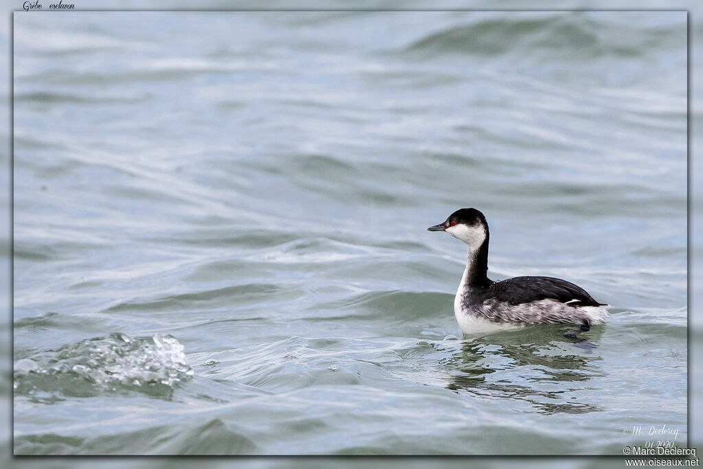 Horned Grebe