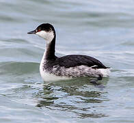 Horned Grebe