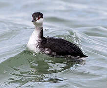 Horned Grebe