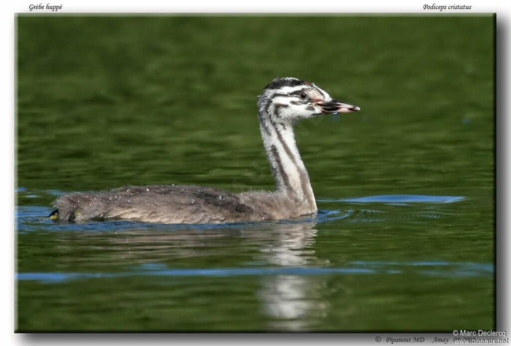 Great Crested Grebejuvenile