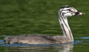 Great Crested Grebe