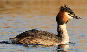 Great Crested Grebe