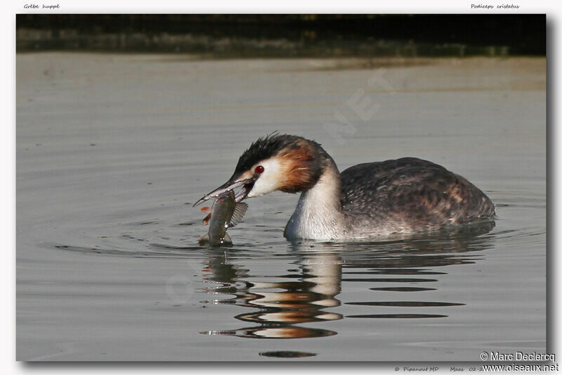 Great Crested Grebe, identification, feeding habits