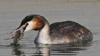 Great Crested Grebe