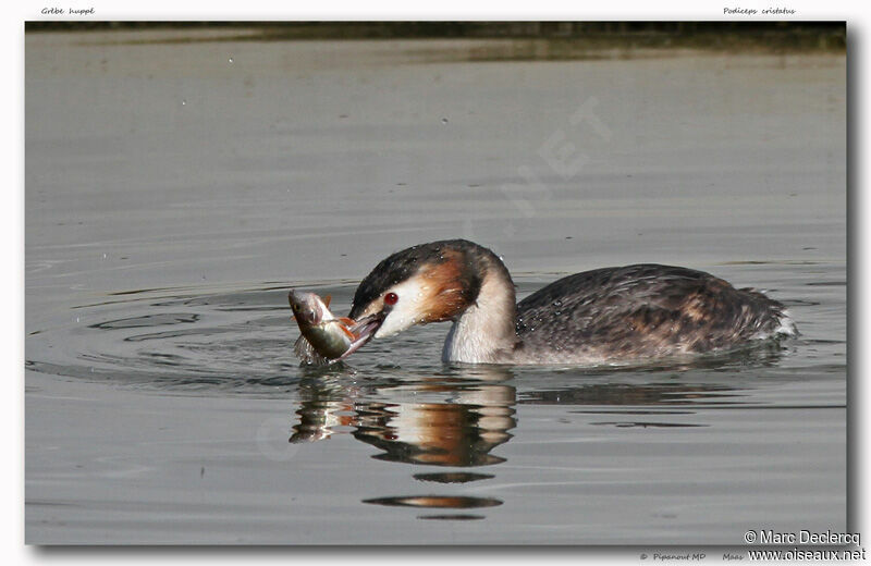 Grèbe huppé, identification, régime