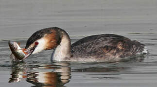 Great Crested Grebe