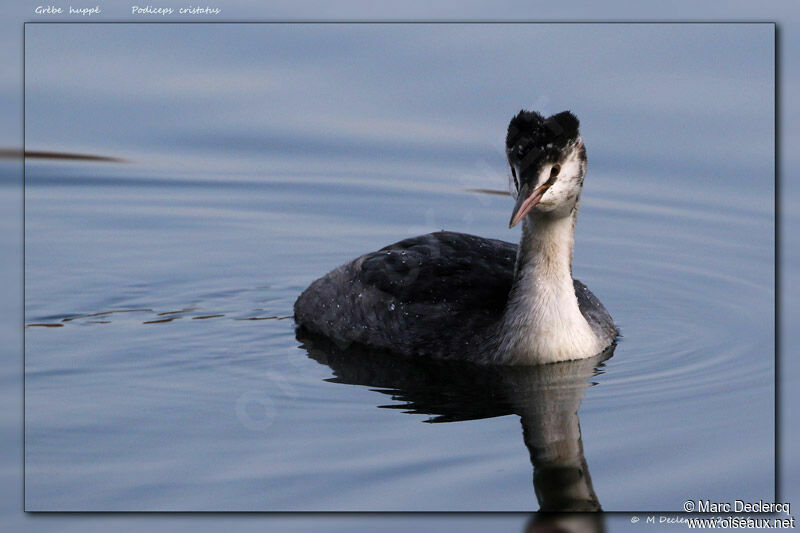 Great Crested Grebe