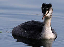 Great Crested Grebe