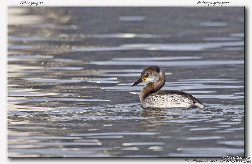 Red-necked Grebeadult post breeding, identification