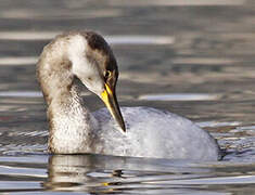 Red-necked Grebe