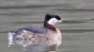 Red-necked Grebe