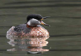 Red-necked Grebe