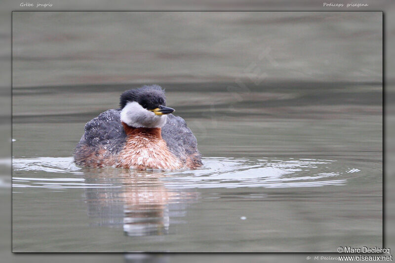 Red-necked Grebe, identification