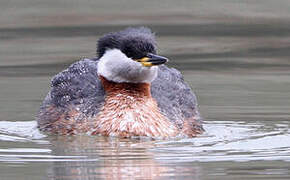 Red-necked Grebe